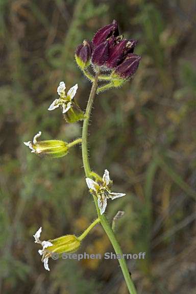 caulanthus coulteri 6 graphic